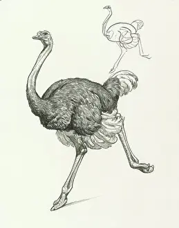 Ostriches: Ostrich