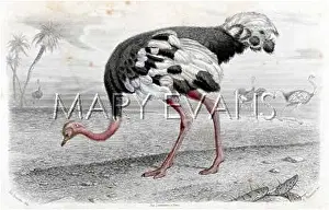 Farmed: OSTRICH