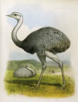 Rhea: OSTRICH (AMERICANA)