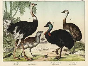 Gotthilf: Ostrich, bustard, cassowary and rhea