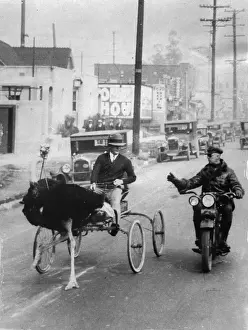 Ostriches: Ostrich carriage