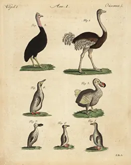 Casuarius: Ostrich, cassowary, extinct dodo and penguins