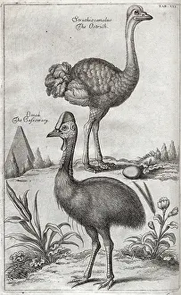 Cassowary: Ostrich with egg and Cassowary