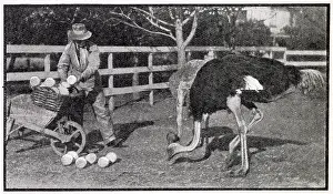 Ostriches: Ostrich Farm 1910
