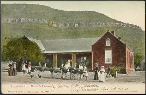 Prized: OSTRICH FARM