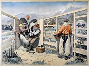 Relieving: OSTRICH FARM AMERICA