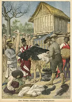 Plucking: OSTRICH FARM MAFAGASCAR