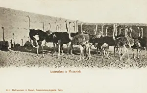 Ostriches: Ostrich Farm at Matarieh