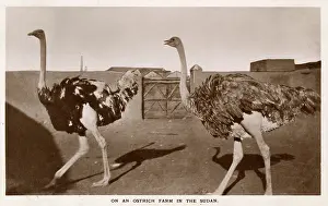 Ostriches: Ostrich Farm in the Sudan