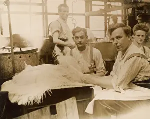 Milliners: OSTRICH FEATHER MAKING