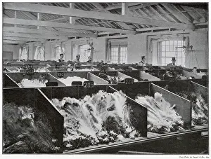 Cutler: Ostrich Feathers - 1901