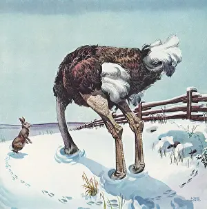Humerous: Ostrich with Head in Snow