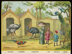 Cassowary: OSTRICH AND IBIS ZOO