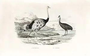 Cassowary: Ostrich and northern cassowary