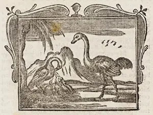 Aesop: The Ostrich - Pelican