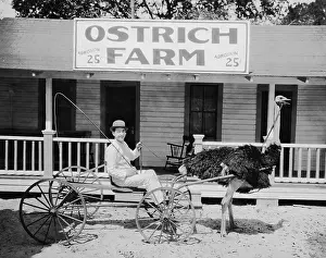 Hitch: Ostrich pulling man in cart on ostrich farm