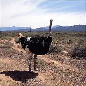 Ostriches: OSTRICH/SOUTH AFRICA