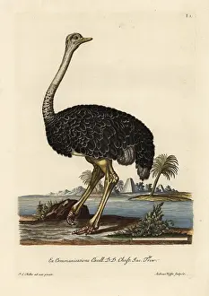 Auserlesenes: Ostrich, Struthio camelus