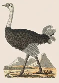 Lizars: Ostrich, Struthio camelus