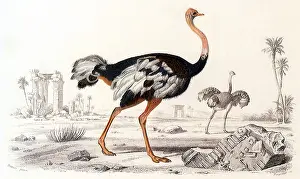 Camelus: Ostrich (Struthio camelus)