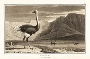 Zoography: Ostrich, Struthio camelus, standing in a desert