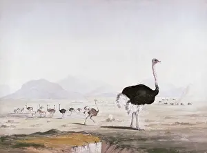 Iziko: Ostriches, circa 1836