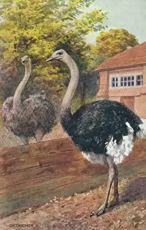 Ostriches: Ostriches at London Zoo