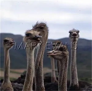 Ostriches: SIX OSTRICHES /s AFRICA