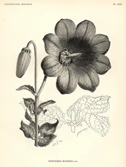Worthington: Ostrowskia magnifica