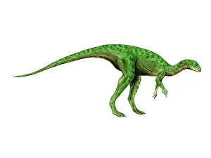 Genasauria: Othnielosaurus dinosaur