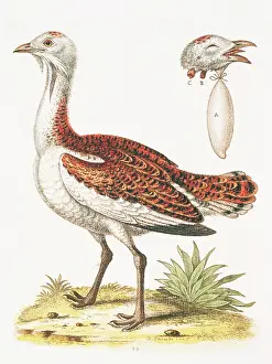 Reintroduced: Otis tarda, great bustard