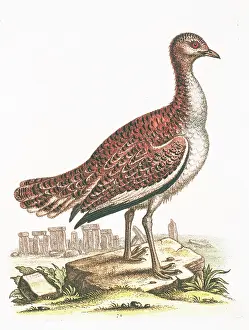 Reintroduced: Otis tarda, great bustard