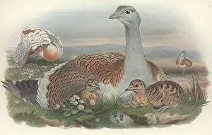 Otis: Otis tarda, great bustard
