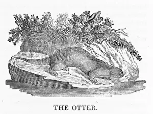 Buffon: OTTER (BEWICK)