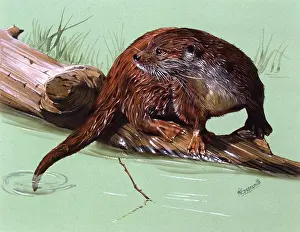 Lutra: An otter on a branch