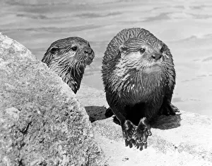 Otters: Two otter cubs