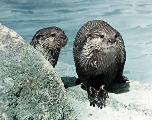 Otters: Two otter cubs