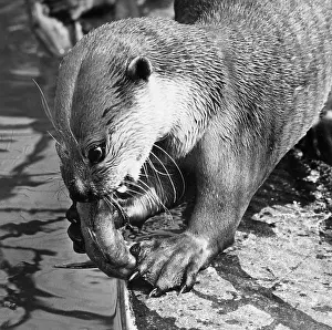 Otters: Otter eating fish