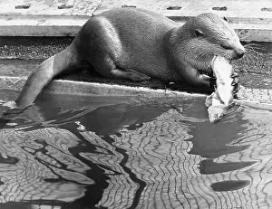 Otters: Otter eating fish