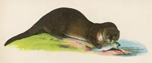 Otters: OTTER EATING FISH