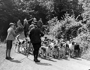 Buckfast: OTTER HOUNDS