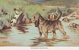 Otterhound: Otter Hounds