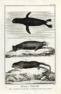 Antonio Baratti: Otter, seal and walrus