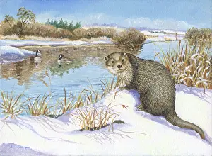 Samaraweera: Otter on snowy River Bank