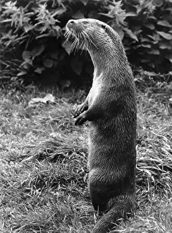 Otters: Otter standing on its hind legs