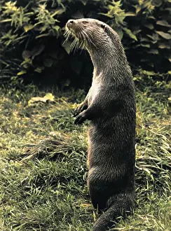 Otters: Otter standing on its hind legs