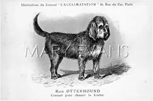 Otterhound: Otterhound Dog