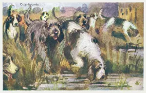 Otterhound: Otterhound Dogs