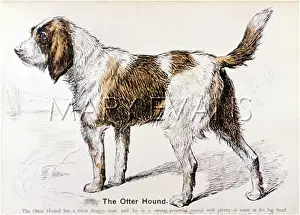 Otterhound: OTTERHOUND (OUR DOGS)