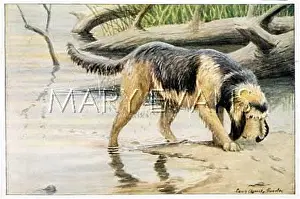 Otterhound: OTTERHOUND BESIDE WATER